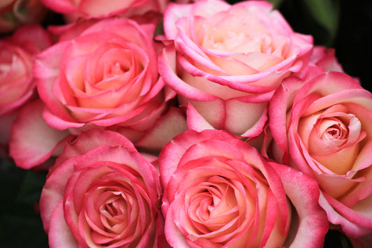 Here’s Why You Should Try Rejalla’s Signature Scent  (Rose)